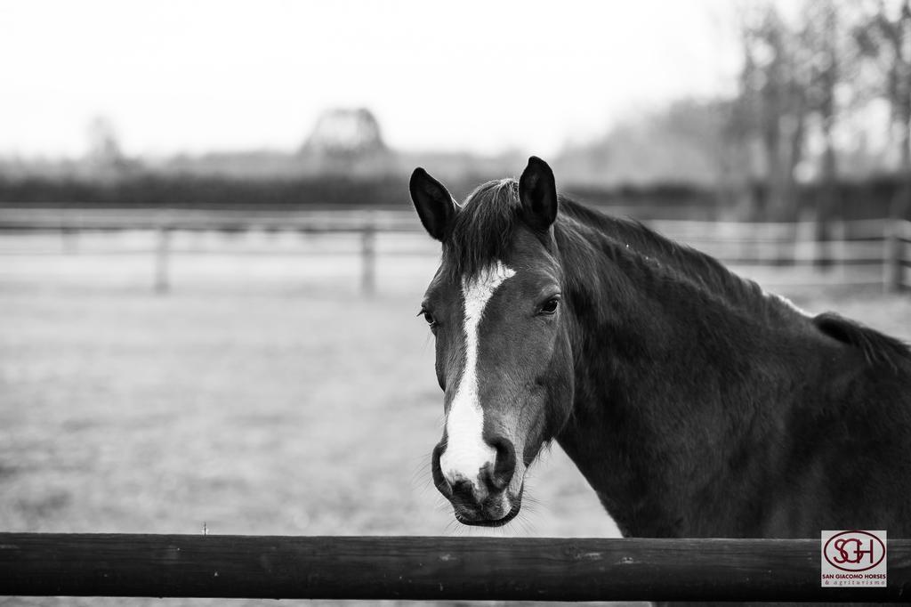 Arluno San Giacomo Horses & Agriturismo מראה חיצוני תמונה