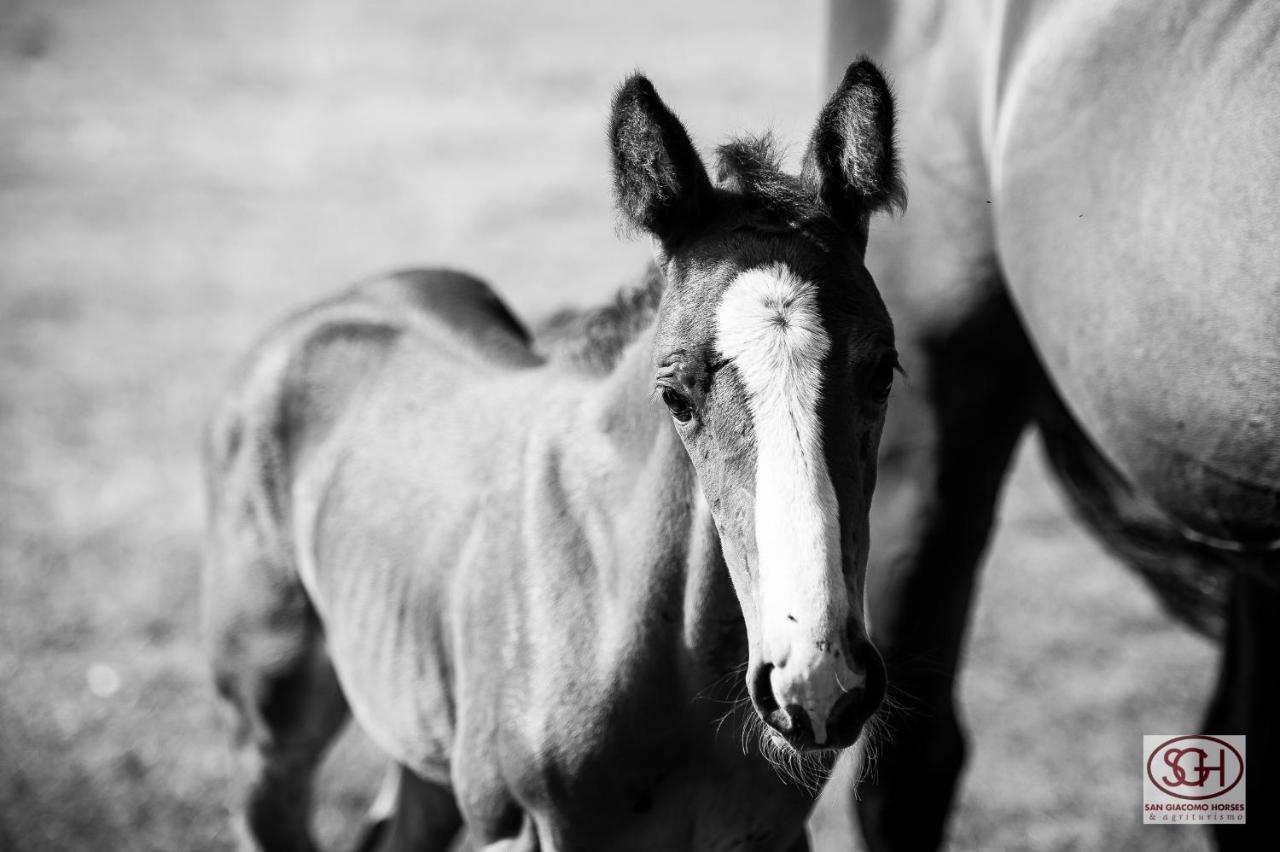 Arluno San Giacomo Horses & Agriturismo מראה חיצוני תמונה